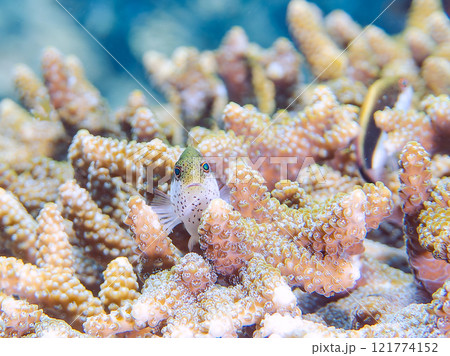 美しいテーブルサンゴとホシゴンベ（ゴンベ科）の幼魚。 静岡県伊豆半島賀茂郡南伊豆町中木ヒリゾ浜 121774152