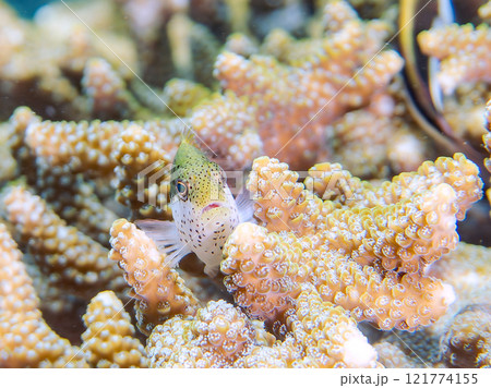 美しいテーブルサンゴとホシゴンベ（ゴンベ科）の幼魚。 静岡県伊豆半島賀茂郡南伊豆町中木ヒリゾ浜 121774155