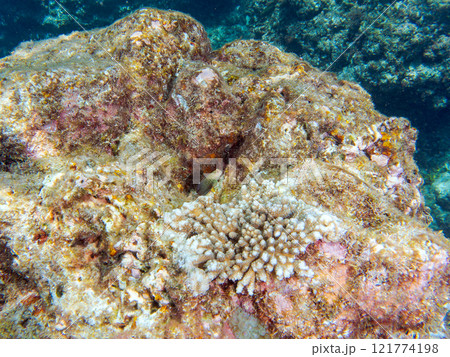 美しいテーブルサンゴと可愛いタテガミカエルウオの幼魚他。 静岡県伊豆半島賀茂郡南伊豆町中木ヒリゾ浜 美しいテーブルサンゴと可愛いタテガミカエルウオの幼魚他。 静岡県伊豆半島賀茂郡南伊豆町中木ヒリゾ浜 121774198