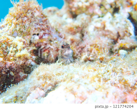 美しいテーブルサンゴと可愛いタテガミカエルウオの幼魚他。 静岡県伊豆半島賀茂郡南伊豆町中木ヒリゾ浜 121774204