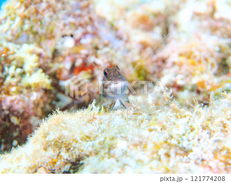 美しいテーブルサンゴと可愛いタテガミカエルウオの幼魚他。 静岡県伊豆半島賀茂郡南伊豆町中木ヒリゾ浜 美しいテーブルサンゴと可愛いタテガミカエルウオの幼魚他。 静岡県伊豆半島賀茂郡南伊豆町中木ヒリゾ浜 121774208