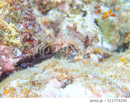 美しいテーブルサンゴと可愛いタテガミカエルウオの幼魚他。 静岡県伊豆半島賀茂郡南伊豆町中木ヒリゾ浜 121774209