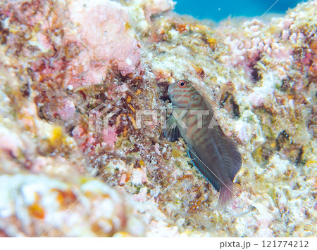 美しいテーブルサンゴと可愛いタテガミカエルウオの幼魚他。 静岡県伊豆半島賀茂郡南伊豆町中木ヒリゾ浜 美しいテーブルサンゴと可愛いタテガミカエルウオの幼魚他。 静岡県伊豆半島賀茂郡南伊豆町中木ヒリゾ浜 121774212