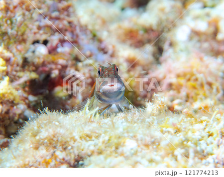 美しいテーブルサンゴと可愛いタテガミカエルウオの幼魚他。 静岡県伊豆半島賀茂郡南伊豆町中木ヒリゾ浜 美しいテーブルサンゴと可愛いタテガミカエルウオの幼魚他。 静岡県伊豆半島賀茂郡南伊豆町中木ヒリゾ浜 121774213