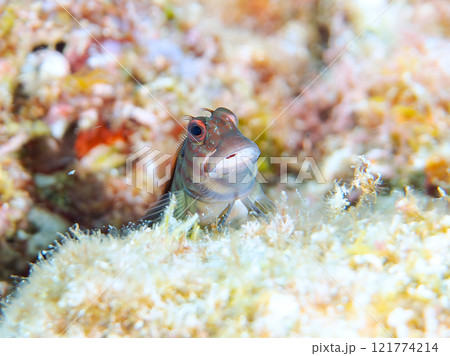 美しいテーブルサンゴと可愛いタテガミカエルウオの幼魚他。 静岡県伊豆半島賀茂郡南伊豆町中木ヒリゾ浜 美しいテーブルサンゴと可愛いタテガミカエルウオの幼魚他。 静岡県伊豆半島賀茂郡南伊豆町中木ヒリゾ浜 121774214