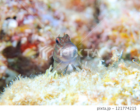 美しいテーブルサンゴと可愛いタテガミカエルウオの幼魚他。 静岡県伊豆半島賀茂郡南伊豆町中木ヒリゾ浜 121774215