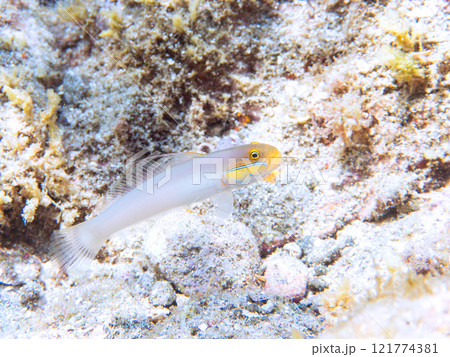 可愛いアカハチハゼ（ハゼ科）他。 静岡県伊豆半島賀茂郡南伊豆町中木ヒリゾ浜2024年 121774381