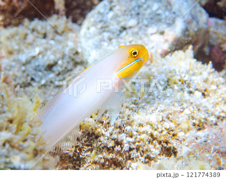 可愛いアカハチハゼ（ハゼ科）他。 静岡県伊豆半島賀茂郡南伊豆町中木ヒリゾ浜2024年 121774389