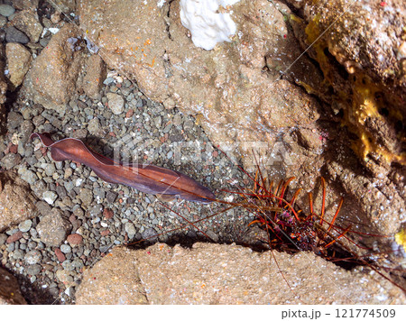 水中洞窟にいる、大きく美しいイタチウオ、イセエビ。 静岡県伊豆半島賀茂郡南伊豆町中木ヒリゾ浜2024 水中洞窟にいる、大きく美しいイタチウオ、イセエビ。 静岡県伊豆半島賀茂郡南伊豆町中木ヒリゾ浜2024 121774509
