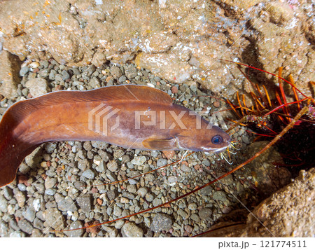 水中洞窟にいる、大きく美しいイタチウオ、イセエビ。 静岡県伊豆半島賀茂郡南伊豆町中木ヒリゾ浜2024 121774511