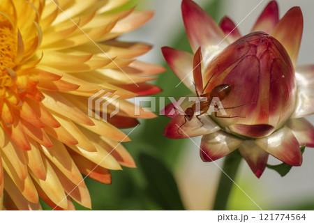 Beautiful flower macro. Orange Ant sitting on Helichrysum bracteatum 121774564