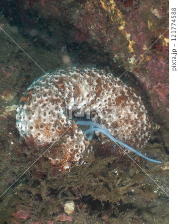 ナマコと寄生虫のようなもの 121774588
