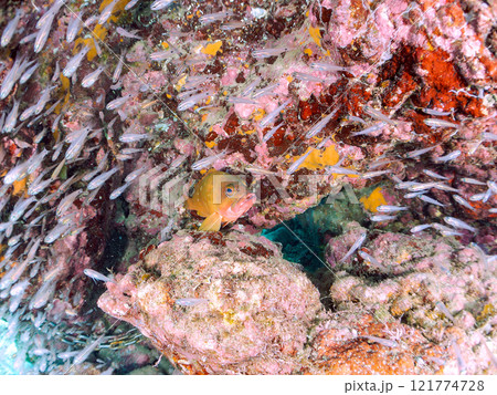 美しいネンブツダイ、クロホシイシモチの幼魚の大群とそれを食糧としつつ守る大きなアカハタ。中木ヒリゾ浜 美しいネンブツダイ、クロホシイシモチの幼魚の大群とそれを食糧としつつ守る大きなアカハタ。中木ヒリゾ浜 121774728