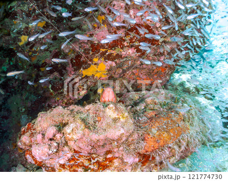 美しいネンブツダイ、クロホシイシモチの幼魚の大群とそれを食糧としつつ守る大きなアカハタ。中木ヒリゾ浜 美しいネンブツダイ、クロホシイシモチの幼魚の大群とそれを食糧としつつ守る大きなアカハタ。中木ヒリゾ浜 121774730