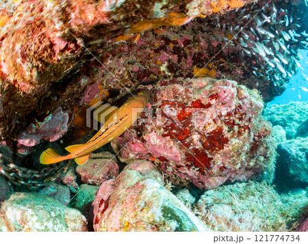 美しいネンブツダイ、クロホシイシモチの幼魚の大群とそれを食糧としつつ守る大きなアカハタ。中木ヒリゾ浜 121774734