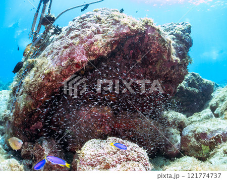 美しいネンブツダイ、クロホシイシモチの幼魚の大群とそれを食糧としつつ守る大きなアカハタ。中木ヒリゾ浜 美しいネンブツダイ、クロホシイシモチの幼魚の大群とそれを食糧としつつ守る大きなアカハタ。中木ヒリゾ浜 121774737