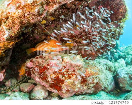 美しいネンブツダイ、クロホシイシモチの幼魚の大群とそれを食糧としつつ守る大きなアカハタ。中木ヒリゾ浜 美しいネンブツダイ、クロホシイシモチの幼魚の大群とそれを食糧としつつ守る大きなアカハタ。中木ヒリゾ浜 121774749