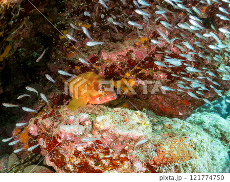 美しいネンブツダイ、クロホシイシモチの幼魚の大群とそれを食糧としつつ守る大きなアカハタ。中木ヒリゾ浜 121774750