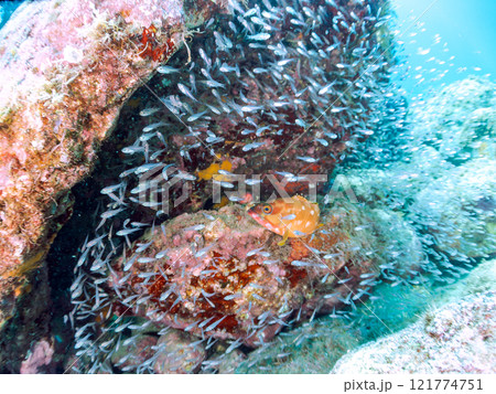 美しいネンブツダイ、クロホシイシモチの幼魚の大群とそれを食糧としつつ守る大きなアカハタ。中木ヒリゾ浜 121774751