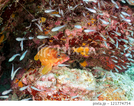 美しいネンブツダイ、クロホシイシモチの幼魚の大群とそれを食糧としつつ守る大きなアカハタ。中木ヒリゾ浜 美しいネンブツダイ、クロホシイシモチの幼魚の大群とそれを食糧としつつ守る大きなアカハタ。中木ヒリゾ浜 121774754