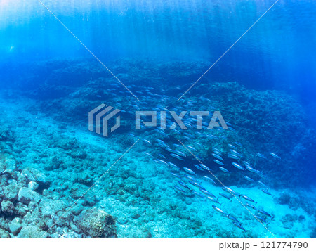 キビナゴの大群とソウダガツオ（サバ科）の群れ マルソウダかヒラソウダ 伊豆賀茂郡南伊豆町中木ヒリゾ浜 121774790