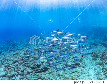 キビナゴの大群とソウダガツオ（サバ科）の群れ マルソウダかヒラソウダ 伊豆賀茂郡南伊豆町中木ヒリゾ浜 121774791