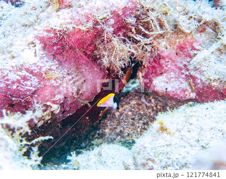 ヒリゾ浜, 中木, 南伊豆, 伊豆半島, 静岡県, 海, 水中, , 魚, 水, 自然, ダイバ ヒリゾ浜, 中木, 南伊豆, 伊豆半島, 静岡県, 海, 水中, , 魚, 水, 自然, ダイバ 121774841