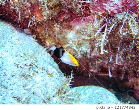 ヒリゾ浜, 中木, 南伊豆,  伊豆半島, 静岡県,  海, 水中, , 魚, 水, 自然, ダイバ 121774842