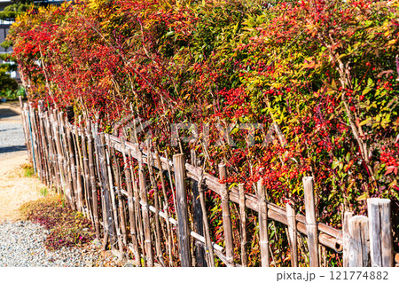 赤い実を付けた南天の垣根 赤い実を付けた南天の垣根 121774882