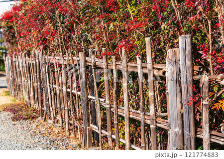 赤い実を付けた南天の垣根 121774883