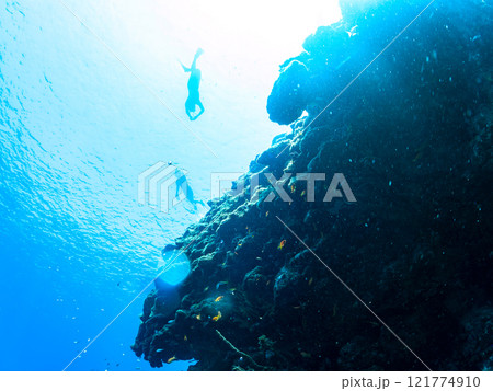 ドロップオフのキンギョハナダイ、ソラスズメダイ他群れ 水面にはスキンダイバーも泳いでいる。 ヒリゾ浜 121774910