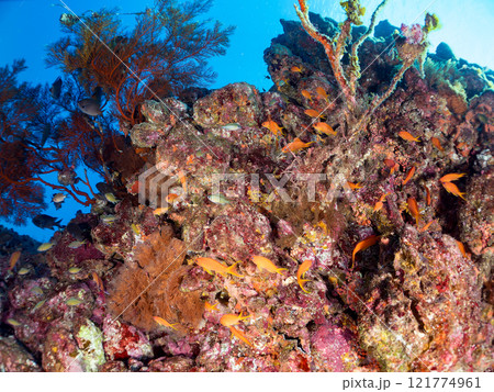 ドロップオフのキンギョハナダイ、キホシスズメダイ、ソラスズメダイ、他群れ 賀茂郡南伊豆町中木ヒリゾ浜 ドロップオフのキンギョハナダイ、キホシスズメダイ、ソラスズメダイ、他群れ 賀茂郡南伊豆町中木ヒリゾ浜 121774961