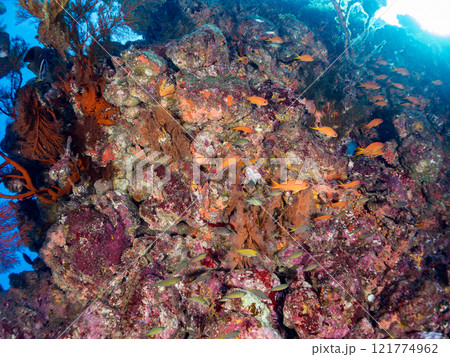 ドロップオフのキンギョハナダイ、キホシスズメダイ、ソラスズメダイ、他群れ 賀茂郡南伊豆町中木ヒリゾ浜 121774962