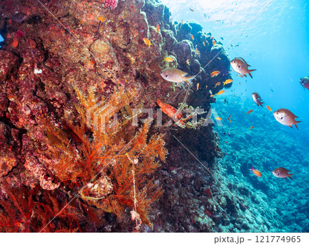 ドロップオフのキンギョハナダイ、キホシスズメダイ、ソラスズメダイ、他群れ 賀茂郡南伊豆町中木ヒリゾ浜 ドロップオフのキンギョハナダイ、キホシスズメダイ、ソラスズメダイ、他群れ 賀茂郡南伊豆町中木ヒリゾ浜 121774965