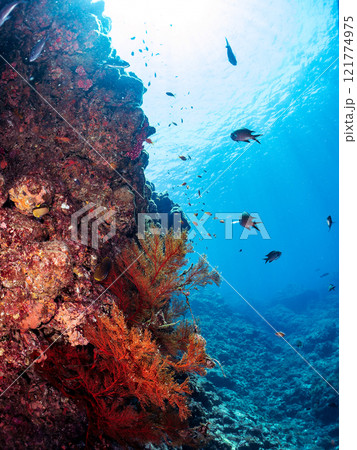 ドロップオフのキンギョハナダイ、キホシスズメダイ、ソラスズメダイ、他群れ 賀茂郡南伊豆町中木ヒリゾ浜 121774975