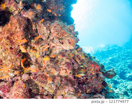 ドロップオフのキンギョハナダイ、キホシスズメダイ、ソラスズメダイ、他群れ 賀茂郡南伊豆町中木ヒリゾ浜 121774977