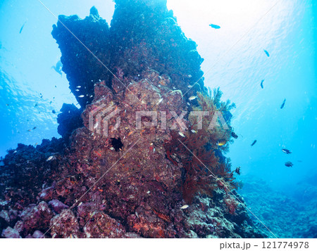 ドロップオフのキンギョハナダイ、キホシスズメダイ、ソラスズメダイ、他群れ 賀茂郡南伊豆町中木ヒリゾ浜 121774978