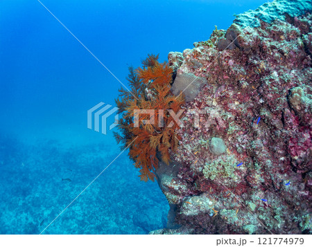 ドロップオフのキンギョハナダイ、キホシスズメダイ、ソラスズメダイ、他群れ 賀茂郡南伊豆町中木ヒリゾ浜 121774979