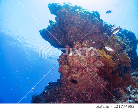 ドロップオフのキンギョハナダイ、キホシスズメダイ、ソラスズメダイ、他群れ 賀茂郡南伊豆町中木ヒリゾ浜 121774982