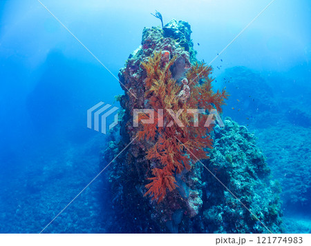 ドロップオフのキンギョハナダイ、キホシスズメダイ、ソラスズメダイ、他群れ 賀茂郡南伊豆町中木ヒリゾ浜 ドロップオフのキンギョハナダイ、キホシスズメダイ、ソラスズメダイ、他群れ 賀茂郡南伊豆町中木ヒリゾ浜 121774983