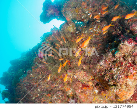 ドロップオフのキンギョハナダイ、キホシスズメダイ、ソラスズメダイ、他群れ 賀茂郡南伊豆町中木ヒリゾ浜 121774984