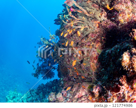 ドロップオフのキンギョハナダイ、キホシスズメダイ、ソラスズメダイ、他群れ 賀茂郡南伊豆町中木ヒリゾ浜 ドロップオフのキンギョハナダイ、キホシスズメダイ、ソラスズメダイ、他群れ 賀茂郡南伊豆町中木ヒリゾ浜 121774986