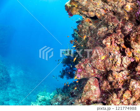 ドロップオフのキンギョハナダイ、キホシスズメダイ、ソラスズメダイ、他群れ 賀茂郡南伊豆町中木ヒリゾ浜 121774988