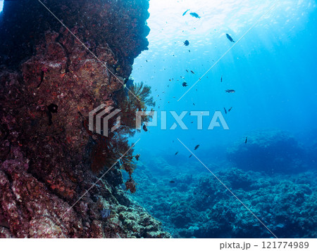 ドロップオフのキンギョハナダイ、キホシスズメダイ、ソラスズメダイ、他群れ 賀茂郡南伊豆町中木ヒリゾ浜 ドロップオフのキンギョハナダイ、キホシスズメダイ、ソラスズメダイ、他群れ 賀茂郡南伊豆町中木ヒリゾ浜 121774989