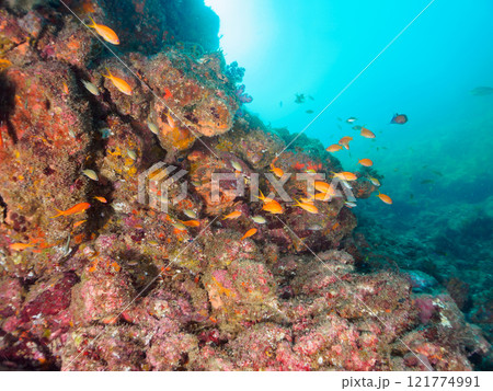 ドロップオフのキンギョハナダイ、キホシスズメダイ、ソラスズメダイ、他群れ 賀茂郡南伊豆町中木ヒリゾ浜 ドロップオフのキンギョハナダイ、キホシスズメダイ、ソラスズメダイ、他群れ 賀茂郡南伊豆町中木ヒリゾ浜 121774991