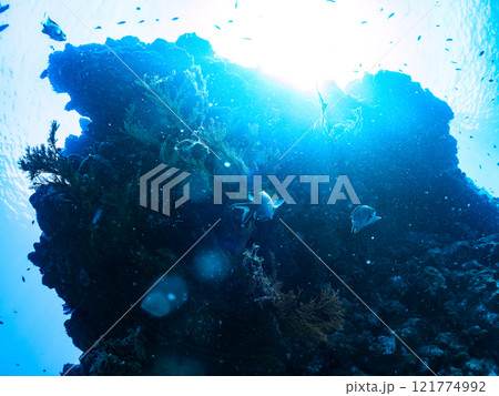 ドロップオフのキンギョハナダイ、キホシスズメダイ、ソラスズメダイ、他群れ 賀茂郡南伊豆町中木ヒリゾ浜 ドロップオフのキンギョハナダイ、キホシスズメダイ、ソラスズメダイ、他群れ 賀茂郡南伊豆町中木ヒリゾ浜 121774992