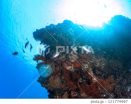 ドロップオフのキンギョハナダイ、キホシスズメダイ、ソラスズメダイ、他群れ 賀茂郡南伊豆町中木ヒリゾ浜 121774997