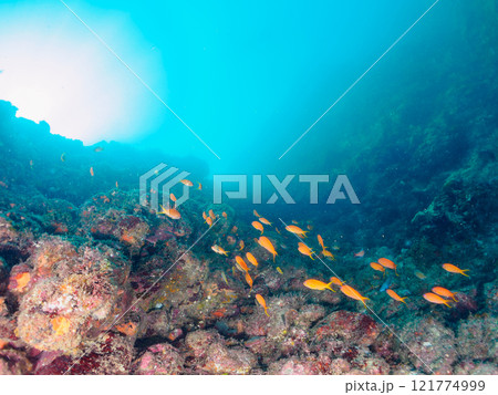 ドロップオフのキンギョハナダイ、キホシスズメダイ、ソラスズメダイ、他群れ 賀茂郡南伊豆町中木ヒリゾ浜 ドロップオフのキンギョハナダイ、キホシスズメダイ、ソラスズメダイ、他群れ 賀茂郡南伊豆町中木ヒリゾ浜 121774999