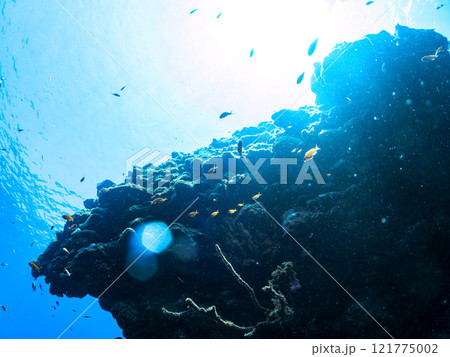 ドロップオフのキンギョハナダイ、キホシスズメダイ、ソラスズメダイ、他群れ 賀茂郡南伊豆町中木ヒリゾ浜 ドロップオフのキンギョハナダイ、キホシスズメダイ、ソラスズメダイ、他群れ 賀茂郡南伊豆町中木ヒリゾ浜 121775002