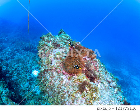 ヒリゾ浜の美しいイソギンチャク畑で卵を守る可愛いクマノミ(クマノミ亜科)のペア。中木ヒリゾ浜2024 ヒリゾ浜の美しいイソギンチャク畑で卵を守る可愛いクマノミ(クマノミ亜科)のペア。中木ヒリゾ浜2024 121775116